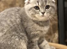 scottish fold scottish fold