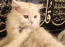 قط شيرازي + أنثى تركي قط شيرازي + أنثى تركي