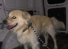 Golden retriever spaniel for sale