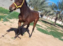 فلو ناصيه فلو ناصيه