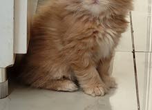 ذكر شيرازي بيور شهرين pure Persian male 58 days old long hair littr box trained ذكر شيرازي بيور شهرين pure Persian male 58 days old long hair littr box trained