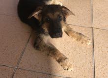 german shepard german shepard
