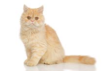 Persian Feline Male Cat for sale