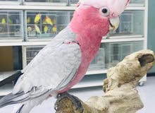 Galah for sale Galah for sale