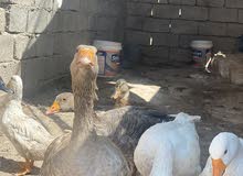 بط مال هاي سنه لبيع اربعه لسعر ب90 بط مال هاي سنه لبيع اربعه لسعر ب90