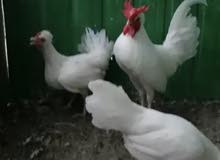 للبيع مجموعه عربي قديم دم صافي للبيع مجموعه عربي قديم دم صافي