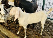 gulabi pakistani bakra gulabi pakistani bakra