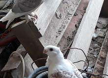 للبيع ستلايت افراخ اقره الوصف مهم للبيع ستلايت افراخ اقره الوصف مهم