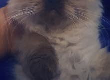 قطط بيرشن مكس هيمالايا