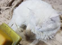 قطه للبيع ذكر قطه للبيع ذكر