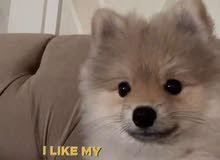 كلب pomeranian ذكر عمره ست شهور كلب pomeranian ذكر عمره ست شهور