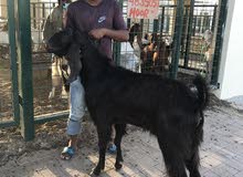 pakistani bakra pakistani bakra