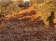 Farm Land for Sale in Jerash Sakib