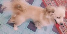 كلب زينه لولو يفتهم كلشي واليف فول لاعوب كلب زينه لولو يفتهم كلشي واليف فول لاعوب