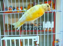 طير كنار للبيع 0797078869 طير كنار للبيع 0797078869