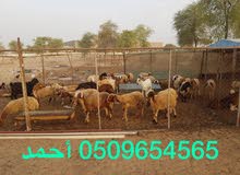 للبيع حيوانات عيد الأضحى للبيع حيوانات عيد الأضحى
