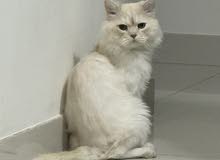 Persian cat free adoption