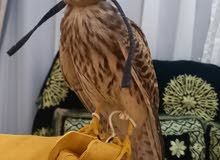 العوسق (البذوار) العوسق (البذوار)