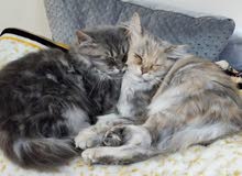 Shirazi Persian Cat Shirazi Persian Cat