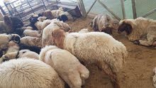 Syrian sheep Syrian sheep