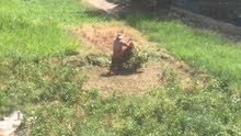 Garden Boy Garden Boy