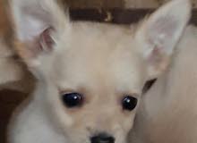Puppies mix loulou and chihuahua available for sale Puppies mix loulou and chihuahua available for sale