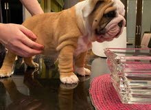 English bull dog English bull dog