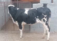 hollendi cow for sale
