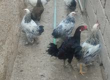 دجاج عدد11دكتوره6 ودجاج عرب5 دجاج عدد11دكتوره6 ودجاج عرب5