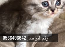 قطه انثى مستوى جميل لعوبه و صحتها ممتازه للحجز العمر36 يوم مع جميع مستلزماتها قطه انثى مستوى جميل لعوبه و صحتها ممتازه للحجز العمر36 يوم مع جميع مستلزماتها