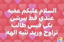 قط بيرشن التزاوج قط بيرشن التزاوج