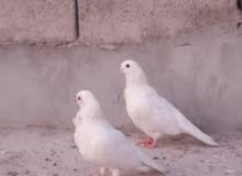 زوج حمام ارافل حلوات زوج حمام ارافل حلوات