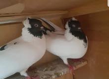 السلام عليكم شباب عندي زوج حمام زينه بجيكي البيع مكاني البصره العاليه السلام عليكم شباب عندي زوج حمام زينه بجيكي البيع مكاني البصره العاليه