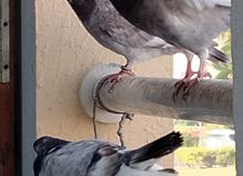 Pakistani pigeon and mix pigeon Pakistani pigeon and mix pigeon
