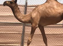 بكره مفرود السنه بكره مفرود السنه