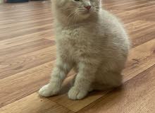 Scottish Fold Scottish Fold