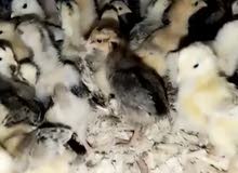 للبيع صوص عربي للبيع صوص عربي