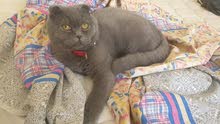 Pure Scottish fold “Male” for sale (Age - 7 months ) Pure Scottish fold “Male” for sale (Age - 7 months )