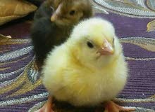 chicken baby baldi chicken baby baldi