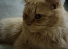 قط شيرازي للبيع..A male Persian cat for sale
