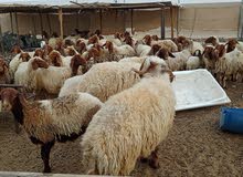 للبيع يعد نيعميات للبيع يعد نيعميات