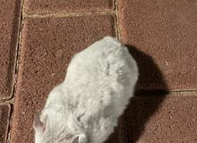 hamster hamster