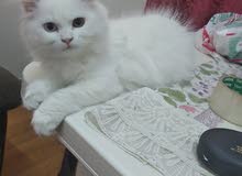 pure Persian male and female kittens ذكور وإناث ثلاث شهور pure Persian male and female kittens ذكور وإناث ثلاث شهور
