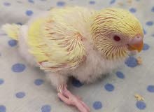 budgie babies urgently for sale in cheap price budgie babies urgently for sale in cheap price