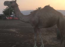 ناقه لي البيع ناقه لي البيع