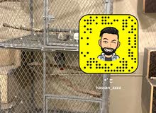 زوج كاسكو مشروط للبيع زوج كاسكو مشروط للبيع