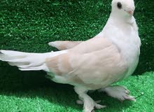 تك فحل ستلايت بريشه 9 تك فحل ستلايت بريشه 9