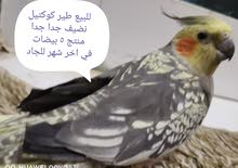 للبيع زوجين كوكتيل منتجين 5 بيضات اخر شهر السعر للزوجين 33
للاستف للبيع زوجين كوكتيل منتجين 5 بيضات اخر شهر السعر للزوجين 33
للاستف