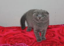 سكوتش فولد بيور للبيع pure scottish fold kitten for sale سكوتش فولد بيور للبيع pure scottish fold kitten for sale