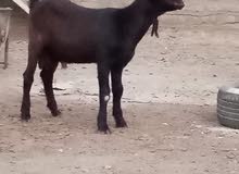 مطلوب ماعز سوري او شامي مطلوب ماعز سوري او شامي